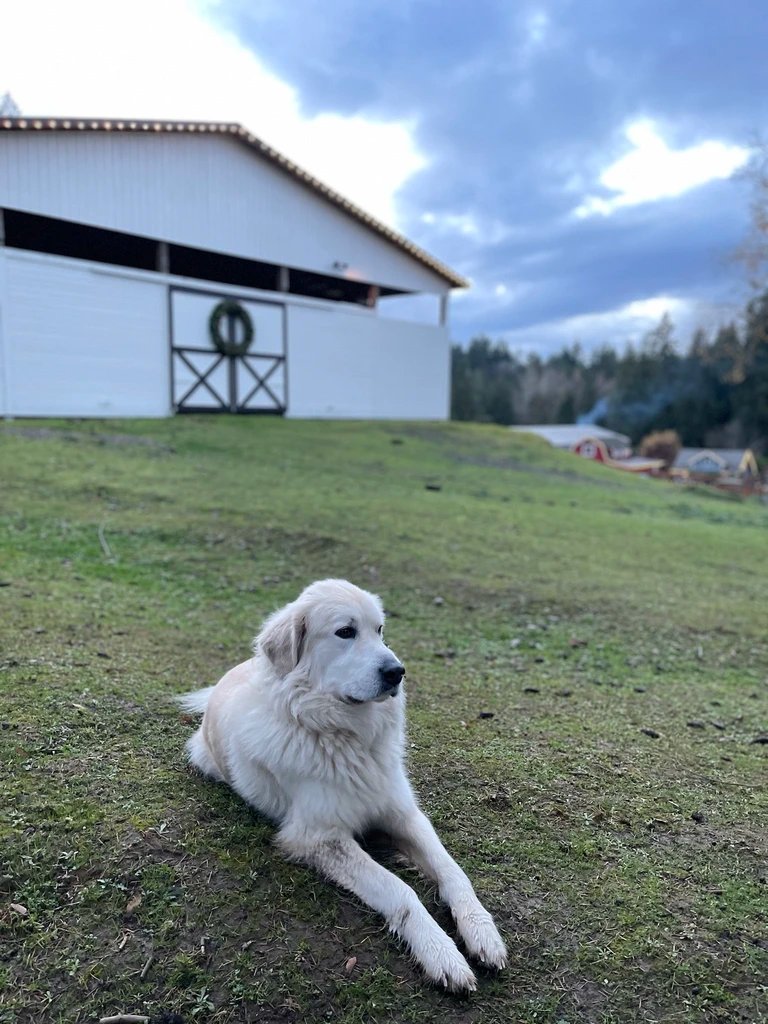 Great Pyrenees dog at Byrd Land Co. farm