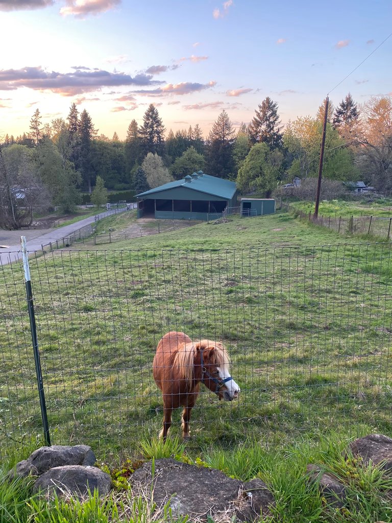 Horse in pasture with equestrian facilities