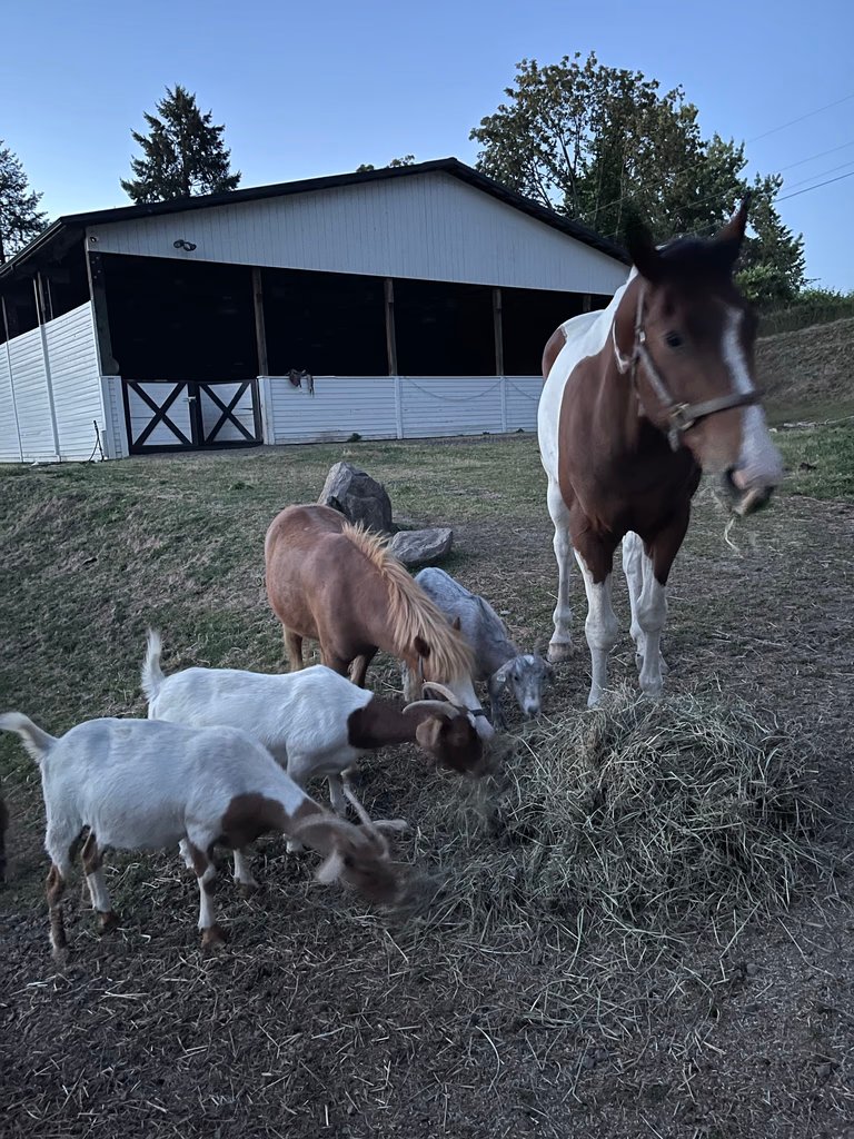 Farm animals and agricultural facilities